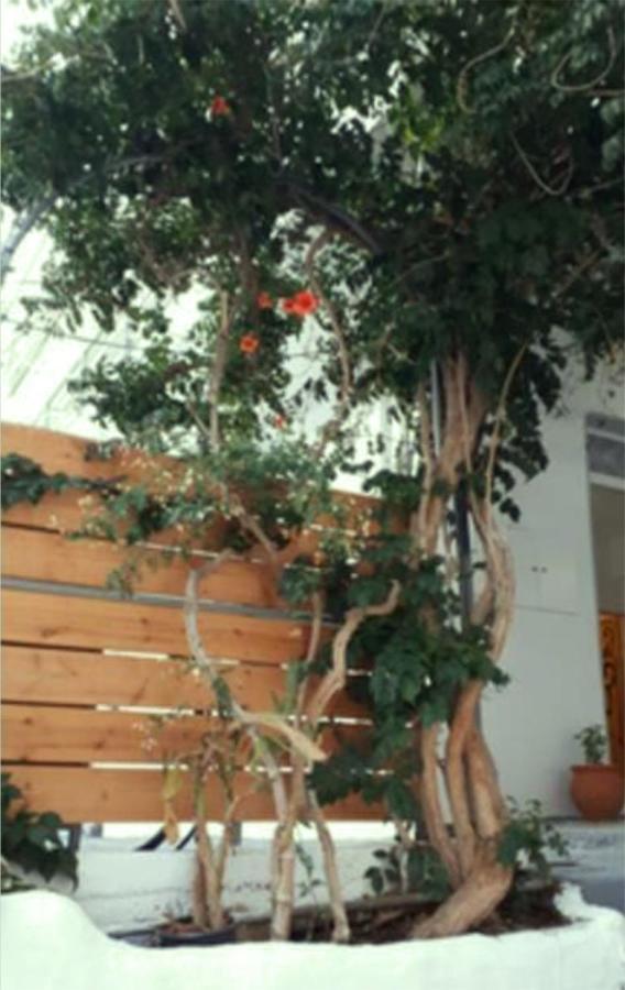 Despina Garden View Daire Agia Galini Dış mekan fotoğraf